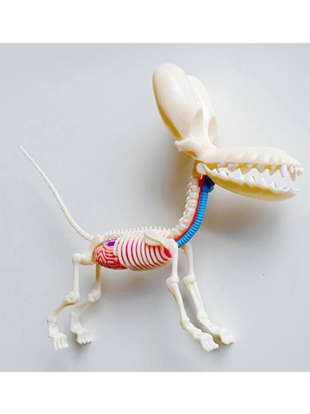 Balloon Dog Anatomy Model Kit #85 - Picture 2 of 9